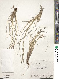 Festuca altaica image