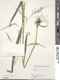 Festuca extremiorientalis image