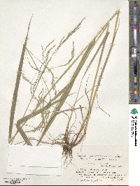 Festuca extremiorientalis image