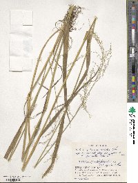 Festuca extremiorientalis image