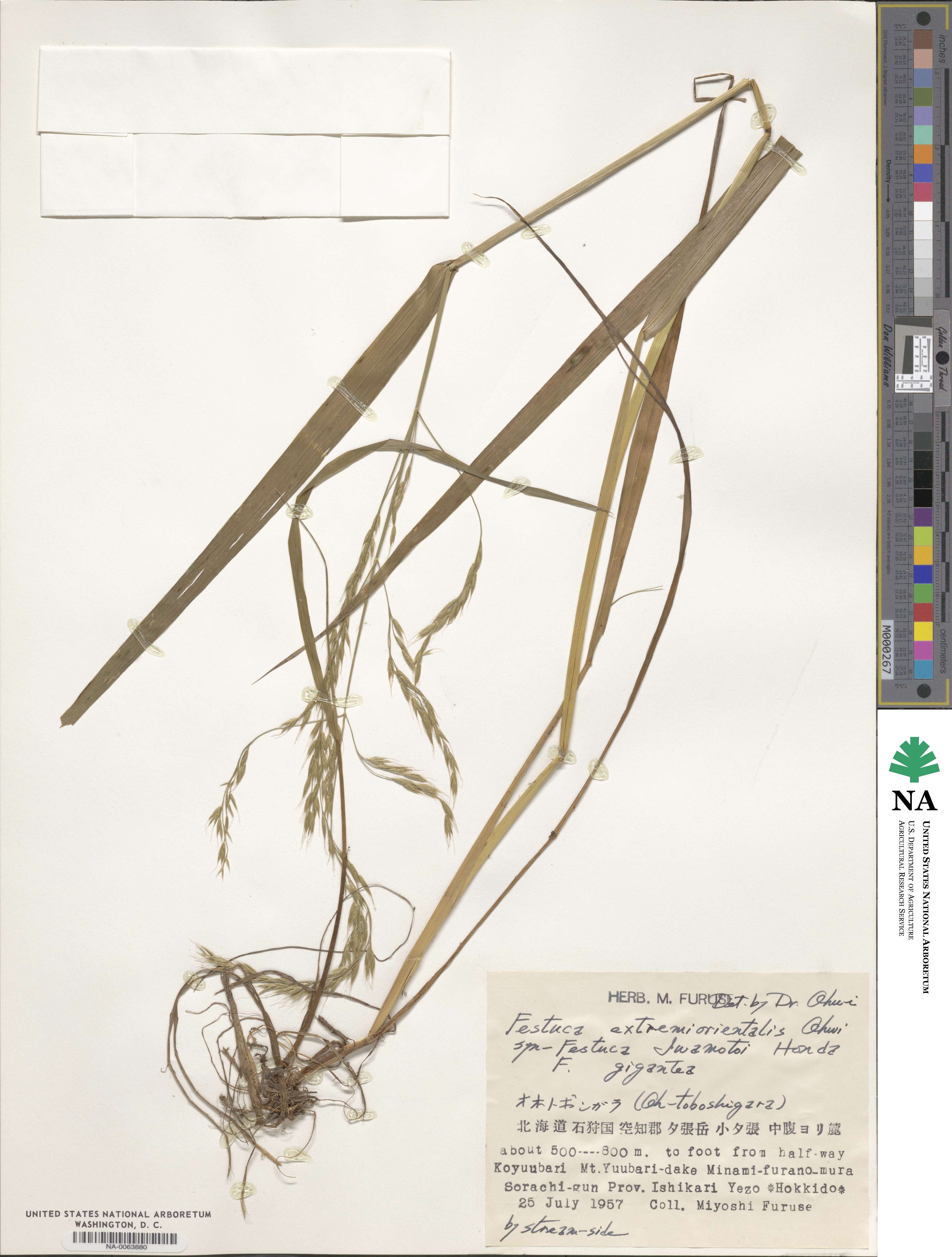 Festuca extremiorientalis image