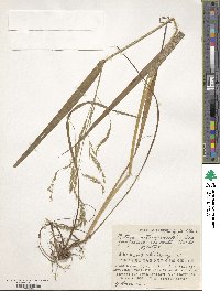 Festuca extremiorientalis image