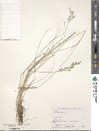 Festuca heterophylla image