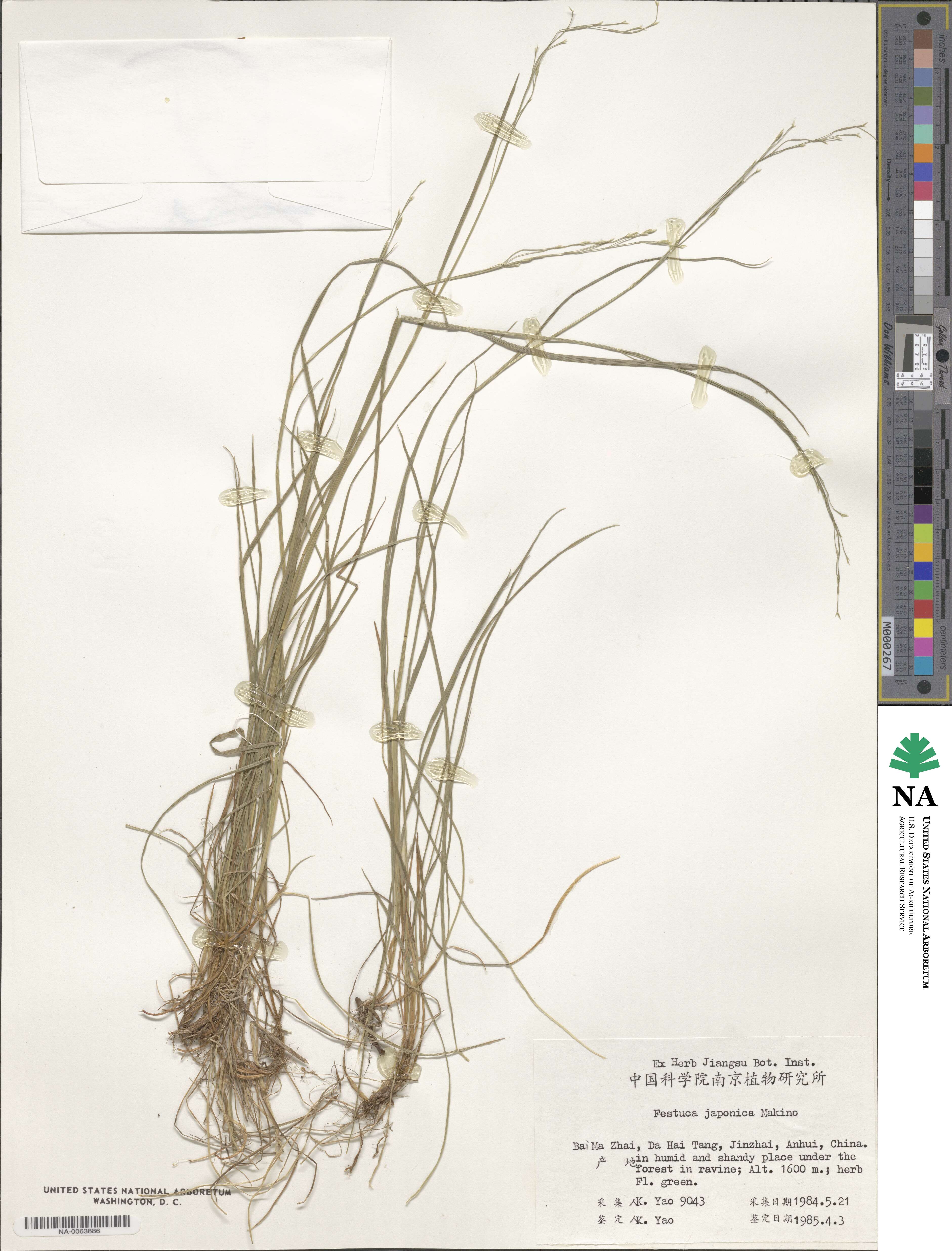 Festuca japonica image