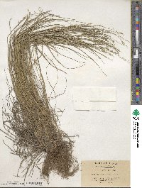 Festuca parvigluma image