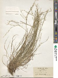 Festuca parvigluma image