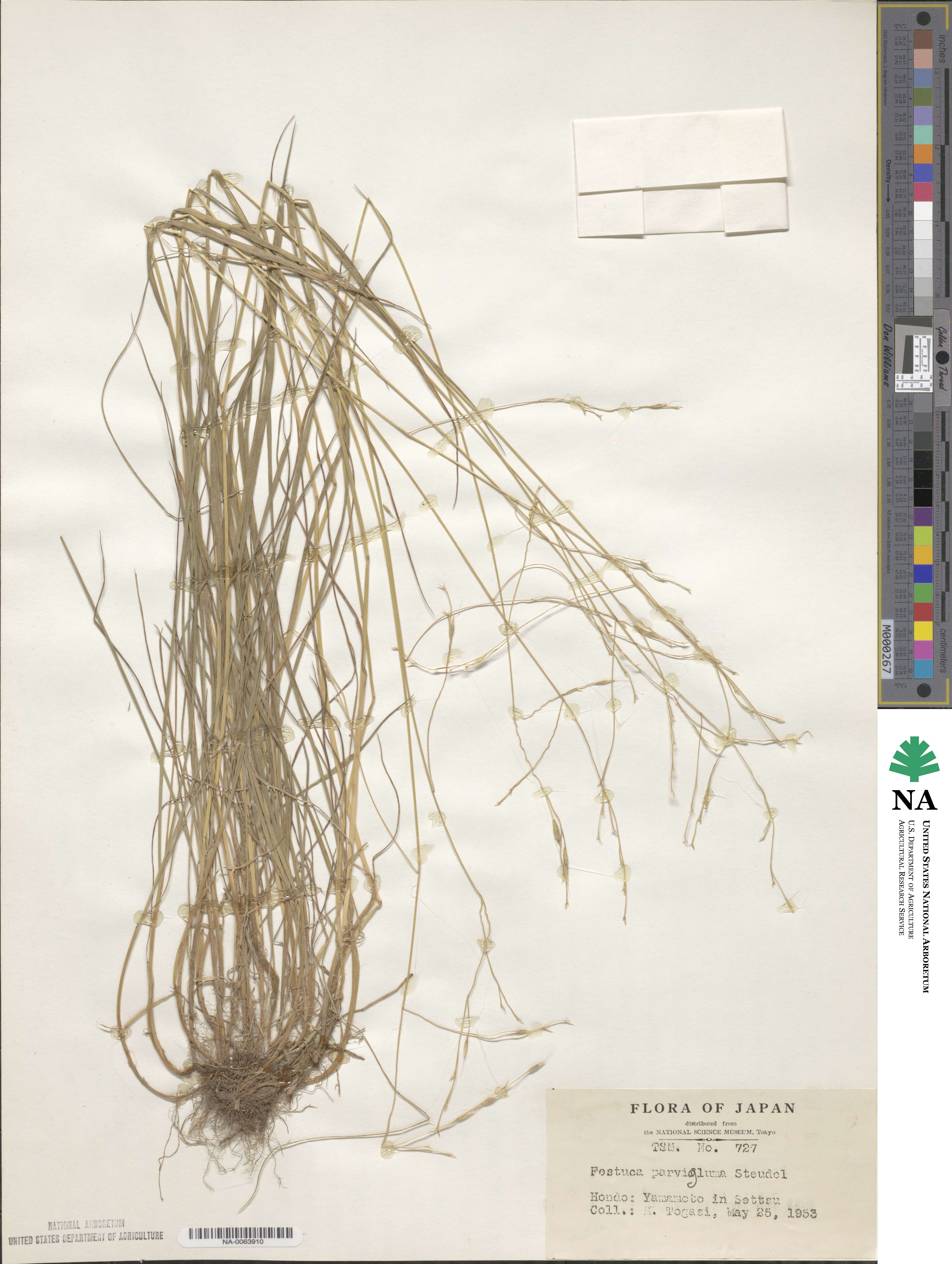 Festuca parvigluma image