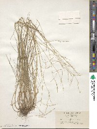 Festuca parvigluma image