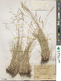 Festuca valesiaca image