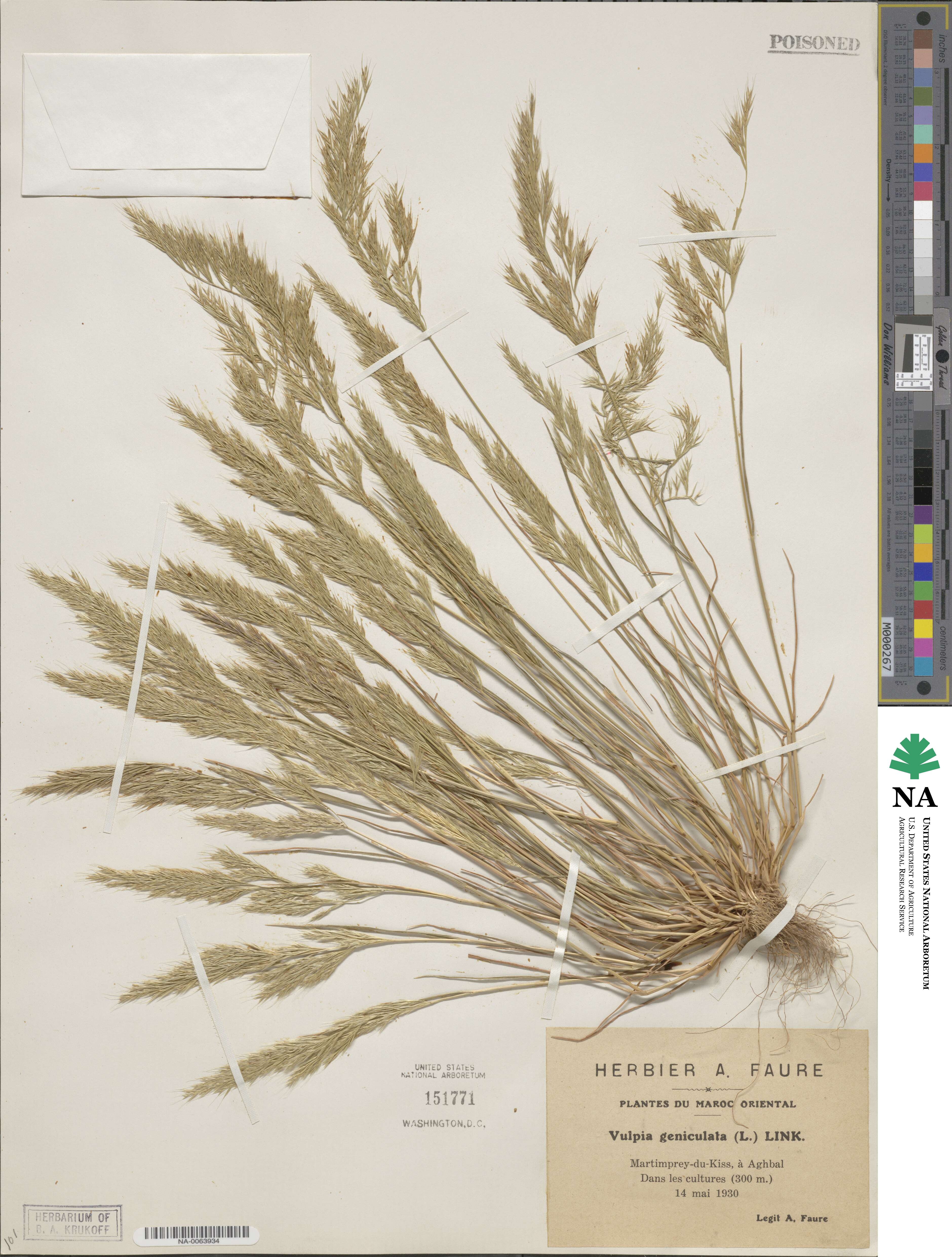 Festuca geniculata image