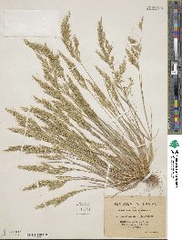 Image of Festuca geniculata