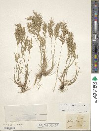 Vulpiella stipoides image