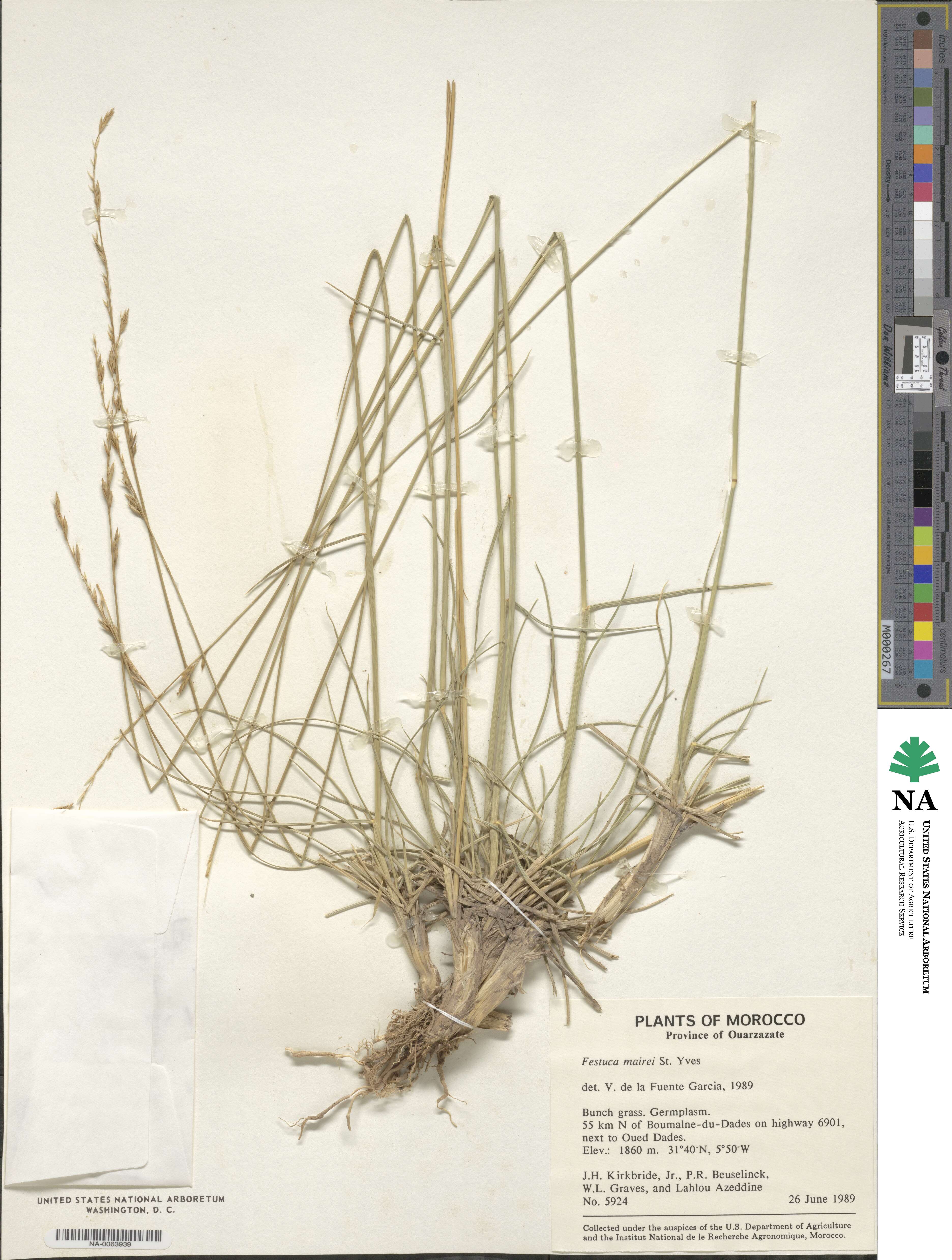 Festuca mairei image