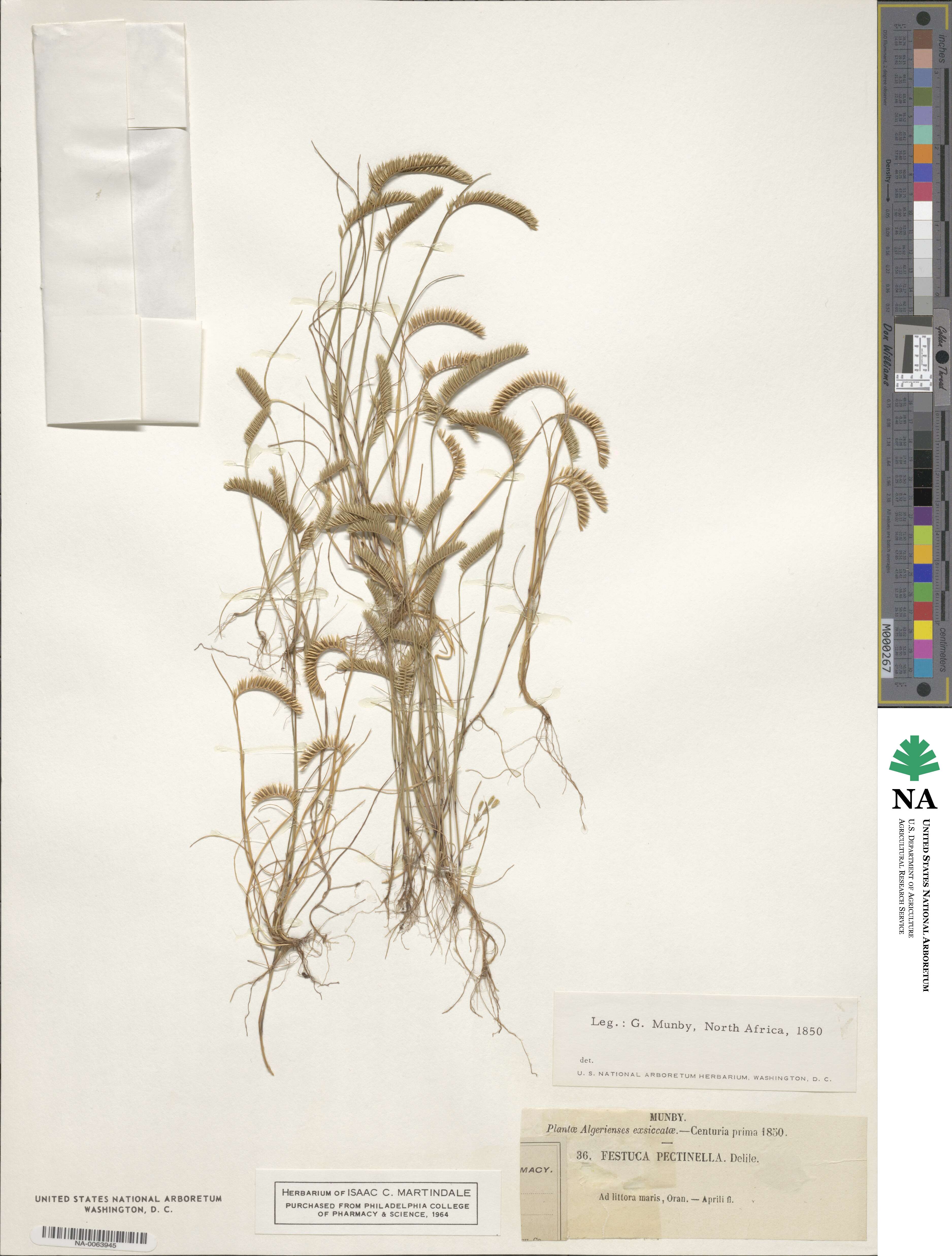 Festuca pectinella image