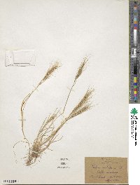 Festuca bromoides image