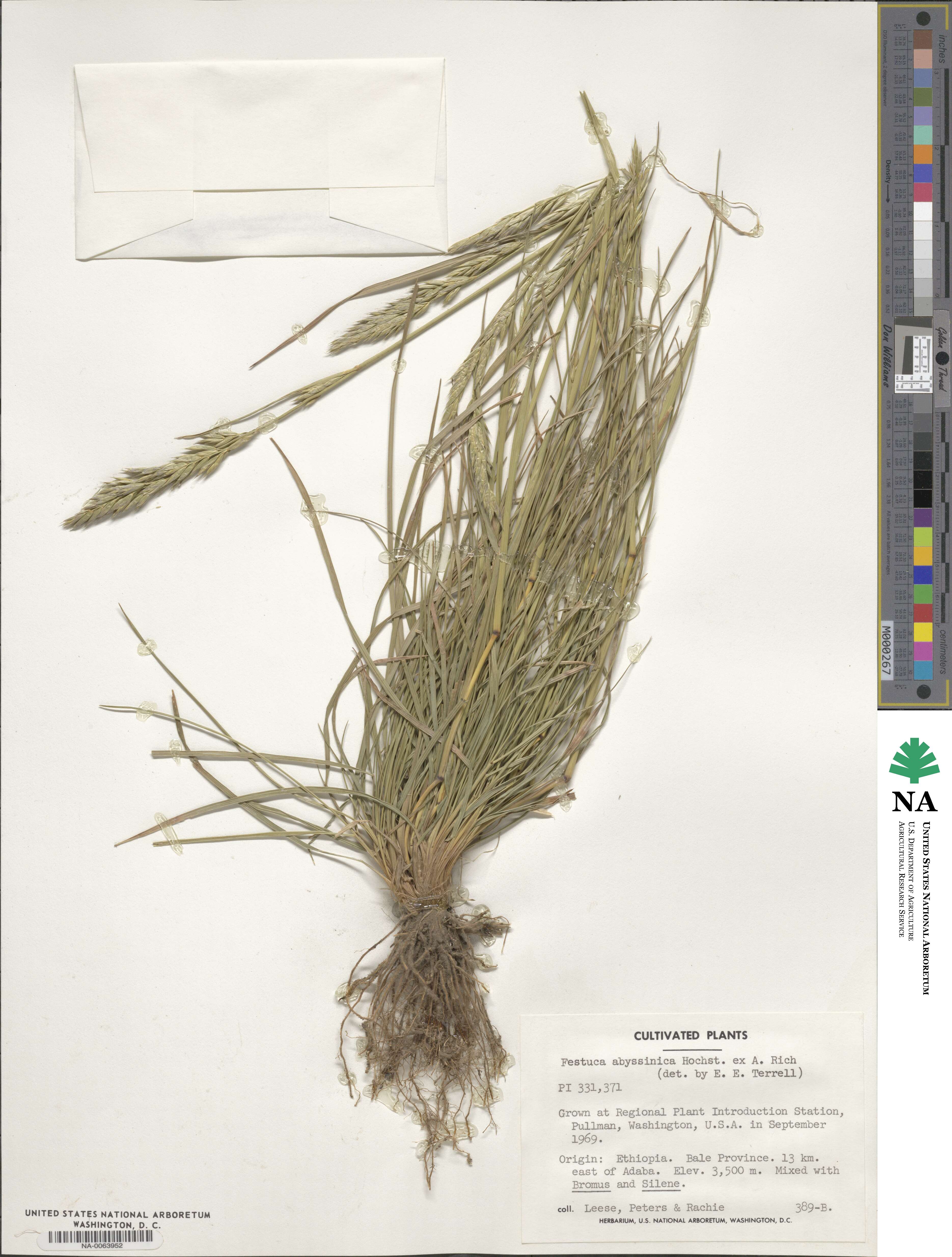 Festuca abyssinica image