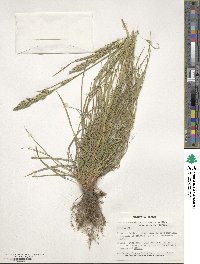 Image of Festuca abyssinica