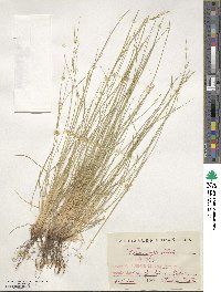 Festuca ampla image