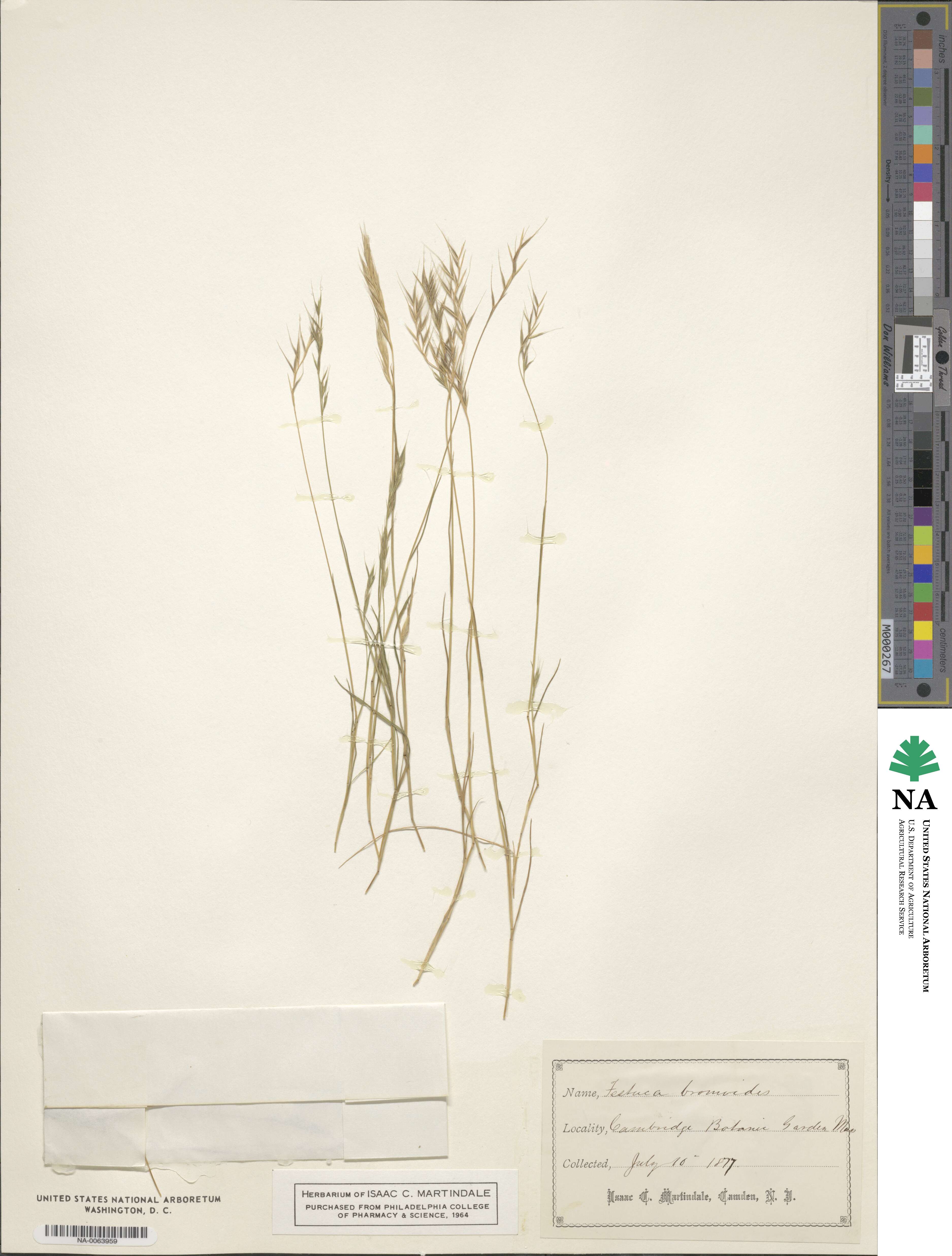 Festuca bromoides image