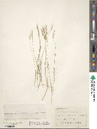 Festuca bromoides image