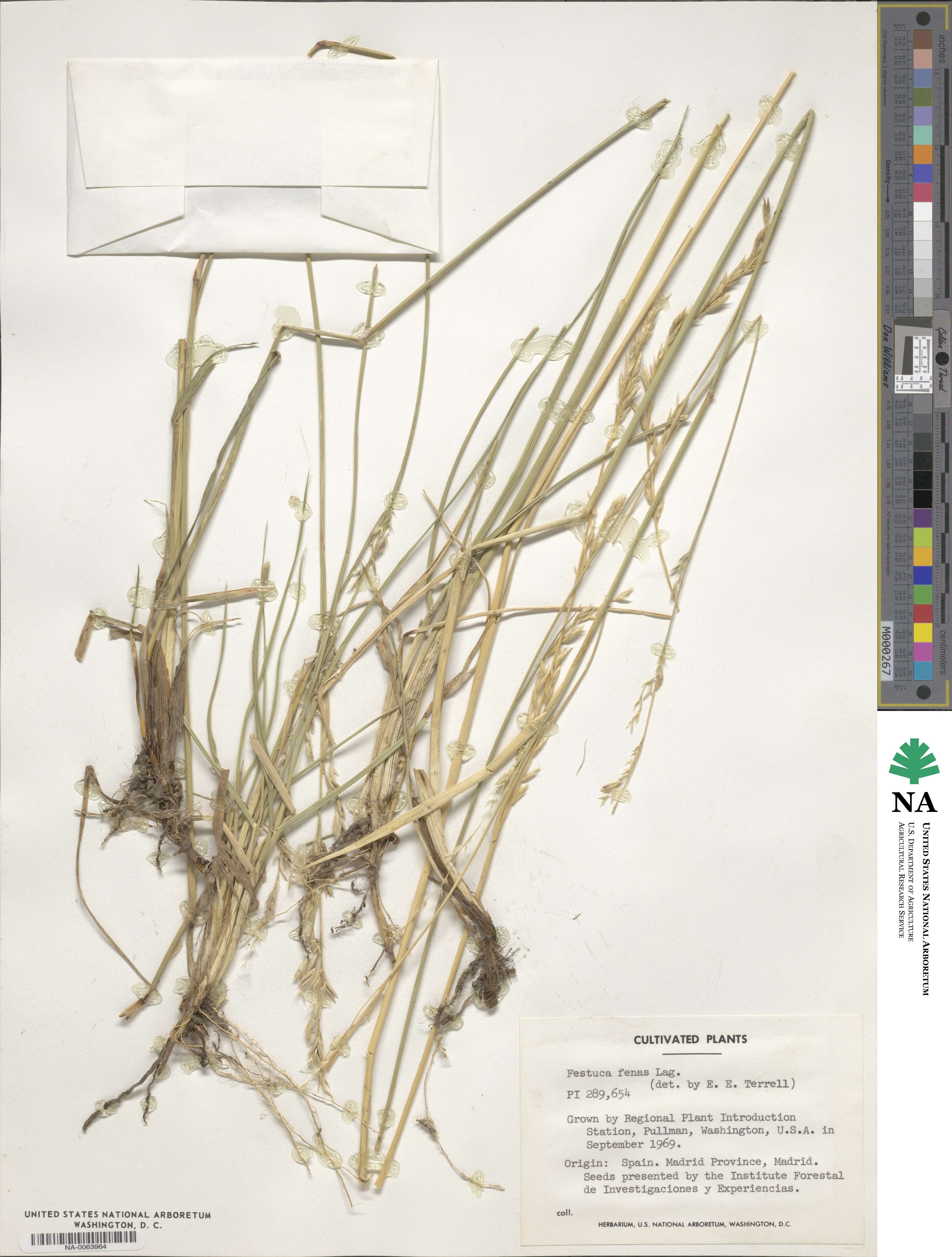 Lolium interruptum subsp. interruptum image