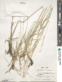 Lolium interruptum subsp. interruptum image