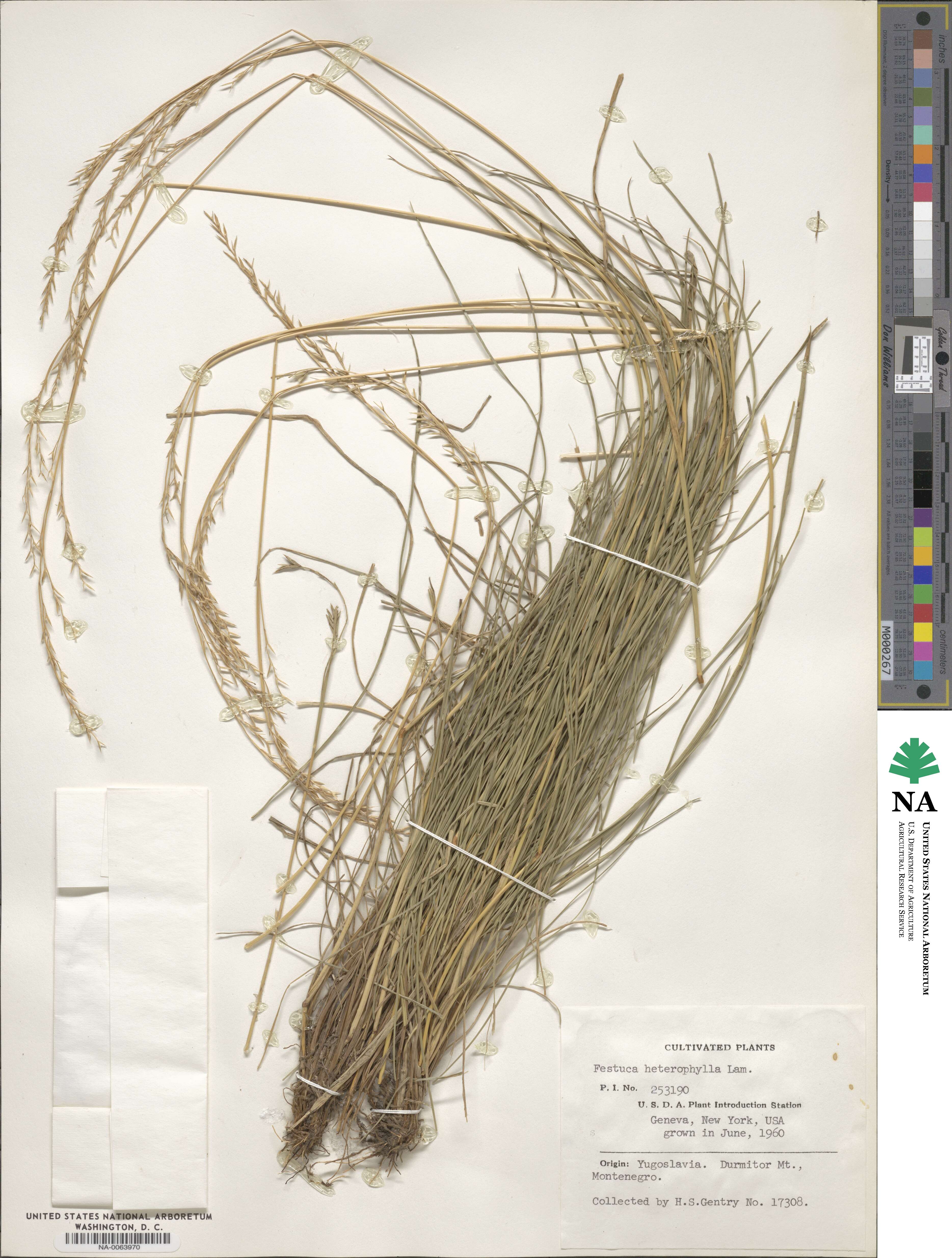 Festuca heterophylla image