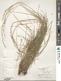 Festuca heterophylla image