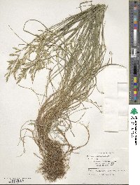 Festuca heterophylla image