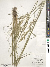 Festuca heterophylla image