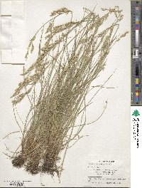 Festuca heterophylla image