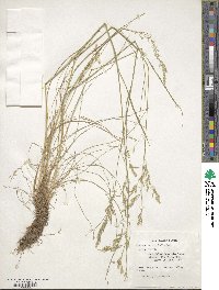 Festuca heterophylla image