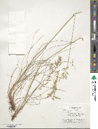 Festuca heterophylla image