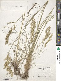 Festuca heterophylla image