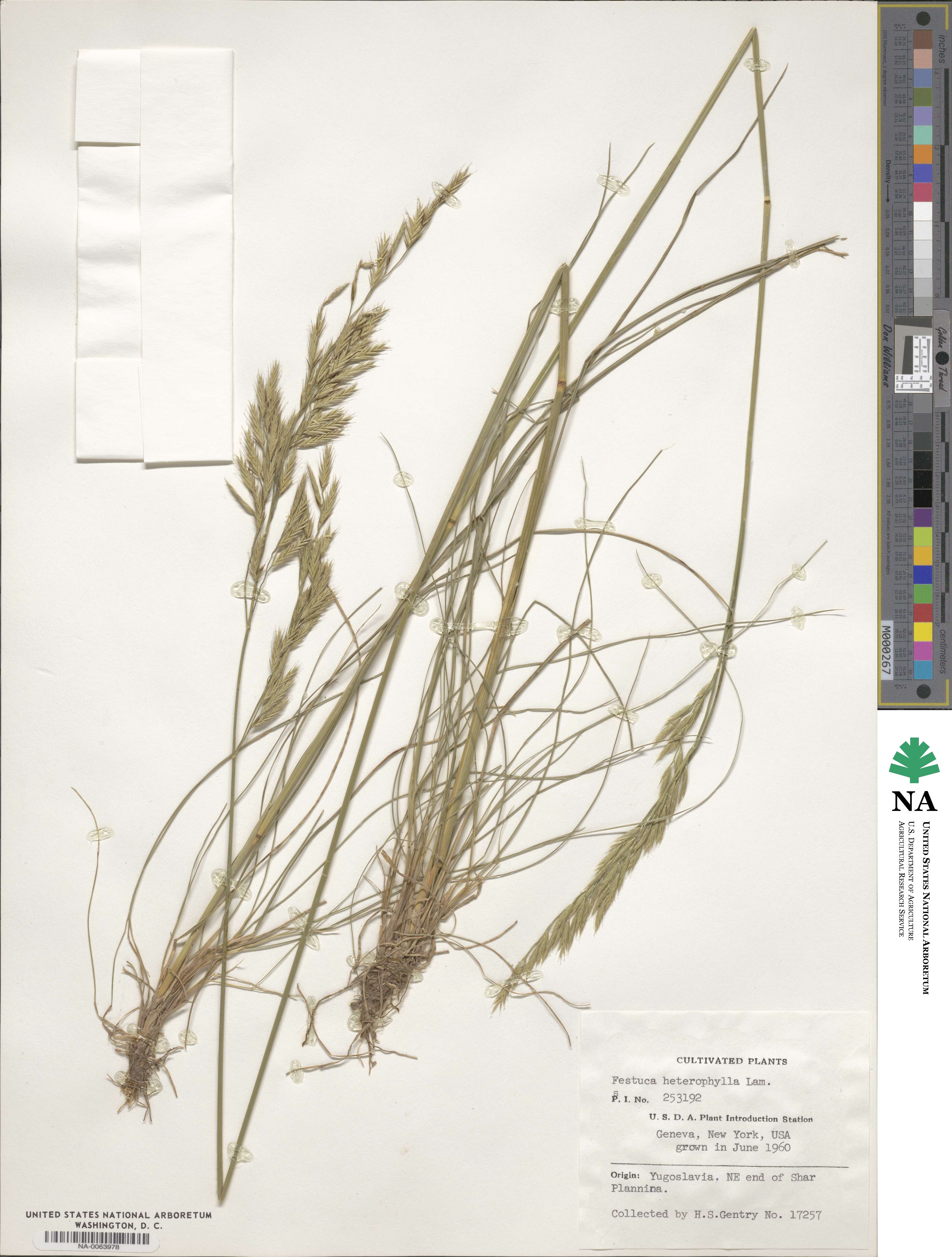 Festuca heterophylla image