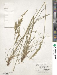 Festuca heterophylla image