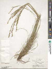 Festuca heterophylla image