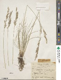 Festuca idahoensis image