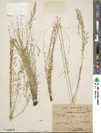 Festuca idahoensis image