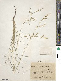 Festuca idahoensis image