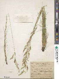 Festuca idahoensis image