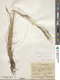 Festuca longifolia image