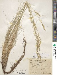 Festuca longifolia image