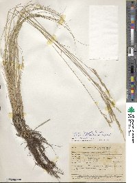 Festuca longifolia image