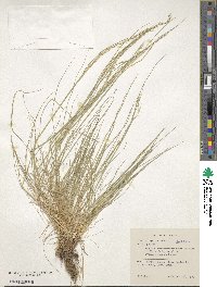 Festuca myuros image