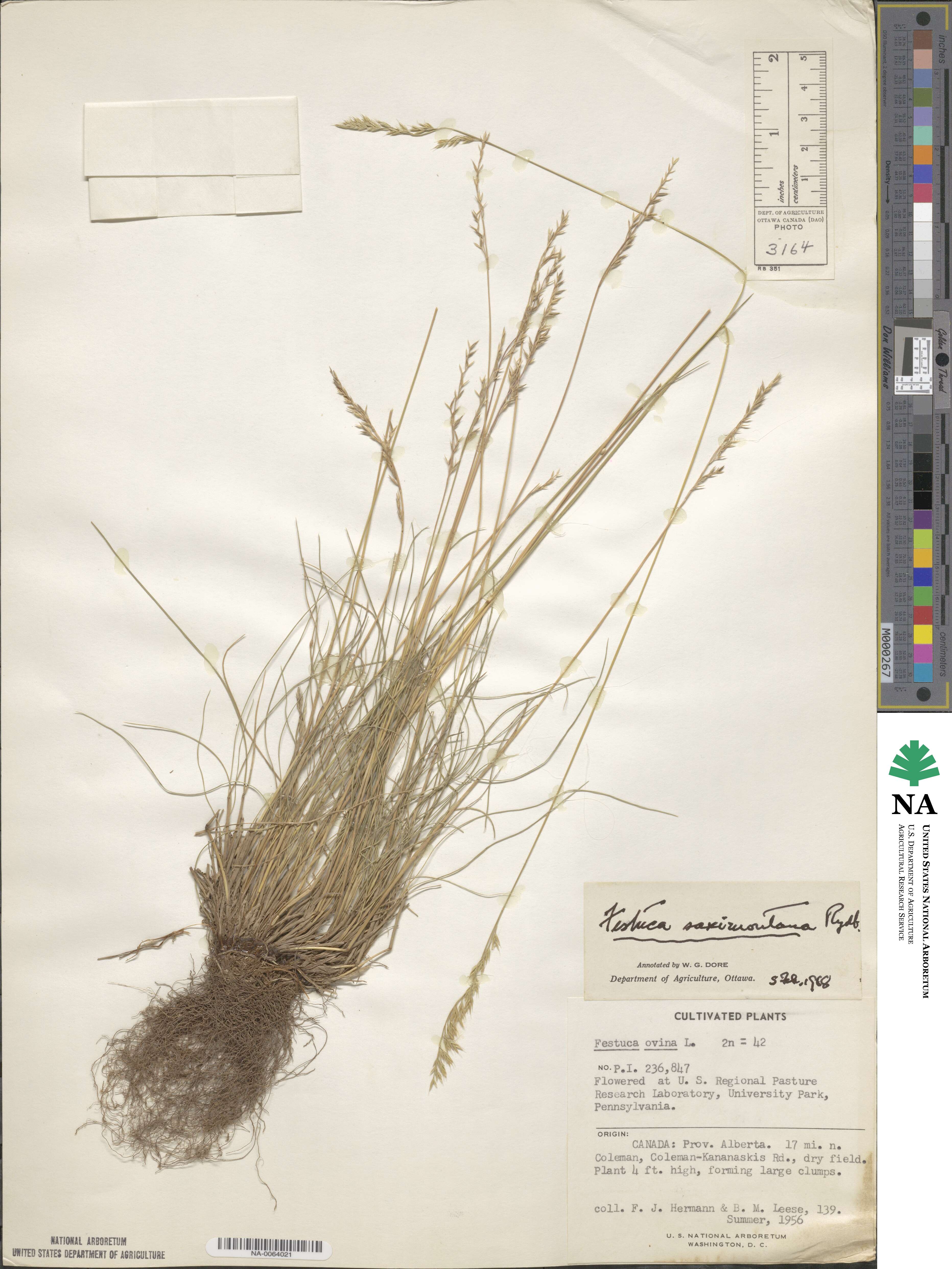 Festuca saximontana image