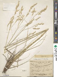 Festuca sclerophylla image