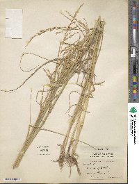 Festuca spectabilis image