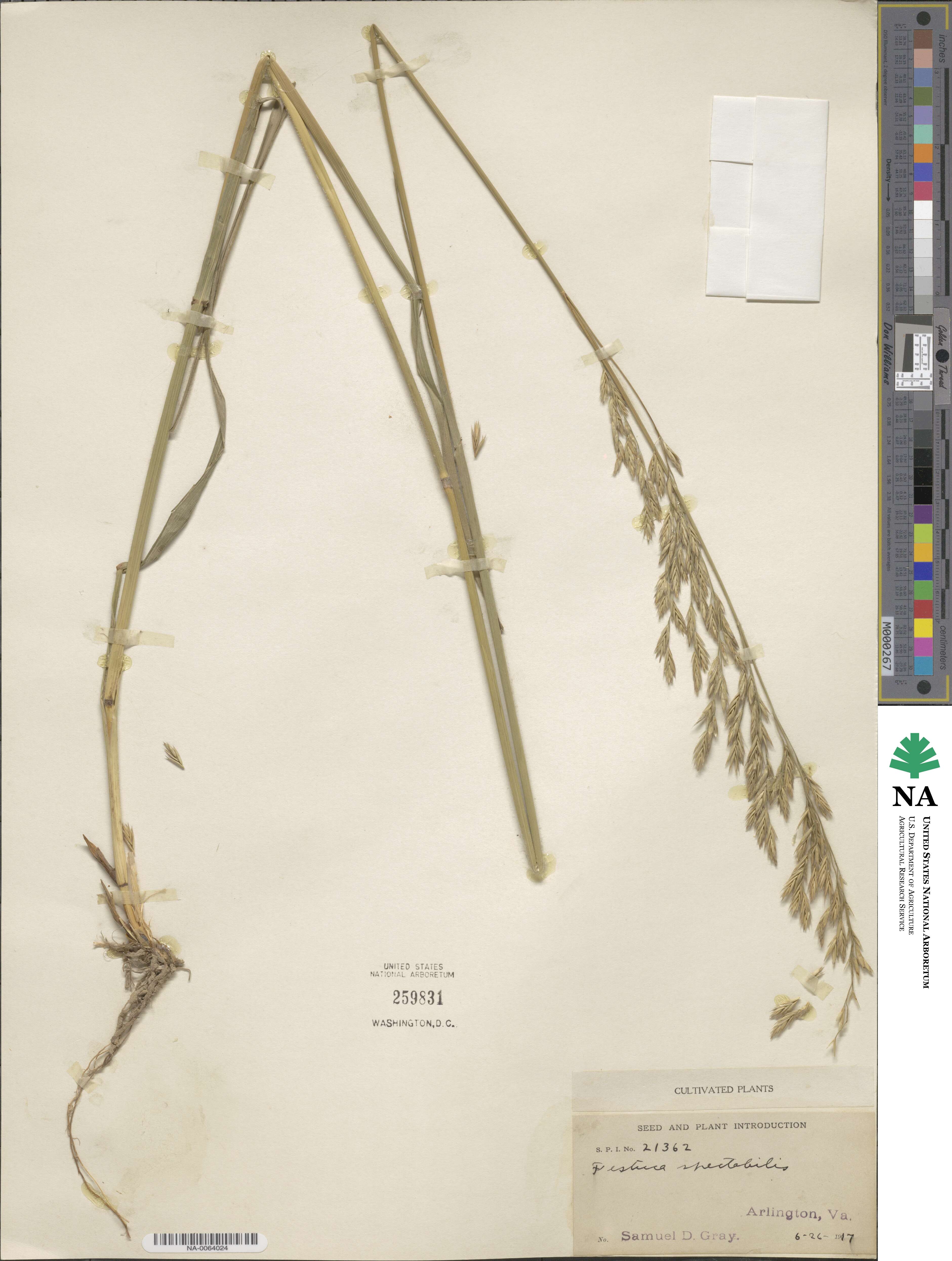 Festuca spectabilis image