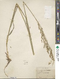 Festuca spectabilis image